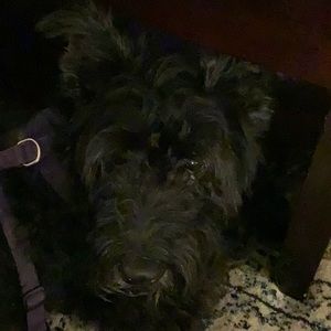 Meet your Posher, Caroline